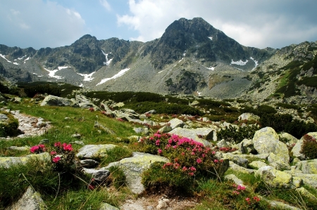 Rhododendron in Retezat National Park, Romaniaの写真素材