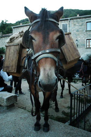 LEVIE, CORSICA - SEPTEMBER 6: Participants at the traditional GR20 walk and their donkeys take a rest in the center of Levie, and celebrate with wine and cheese on September 6, 2010 in Levie, Corsica のeditorial素材