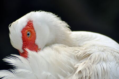 White goose close up in the outdoorsの写真素材