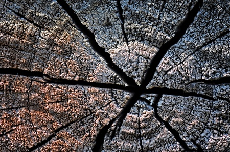 Dry wood timber natural background の写真素材