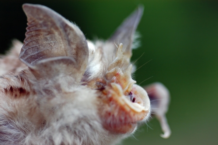 A beautiful macro of a bat ear and nose