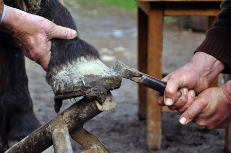 A farrier blacksmith hooves a horseshoe in a villageの写真素材