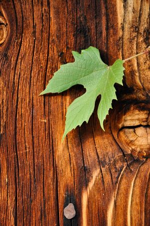 Wooden background with grape leafの写真素材
