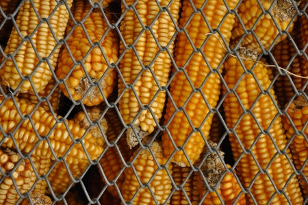 Corn storage in a silo, ideal for backgroundの写真素材