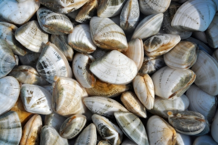 Fresh clams at a Vietnamese sea food marketの写真素材