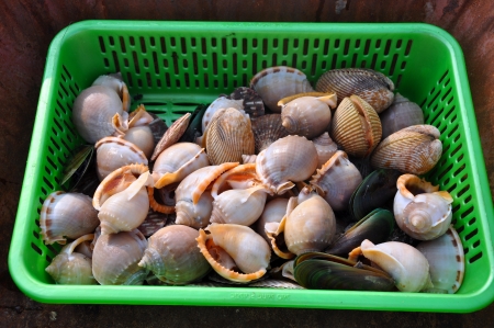 Fresh sea snails at a fish market 