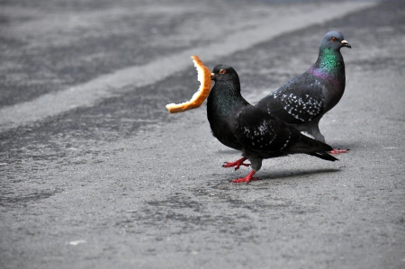 Pigeons eating breadの写真素材