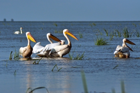 Great white pelicans in the Danube Deltaの写真素材