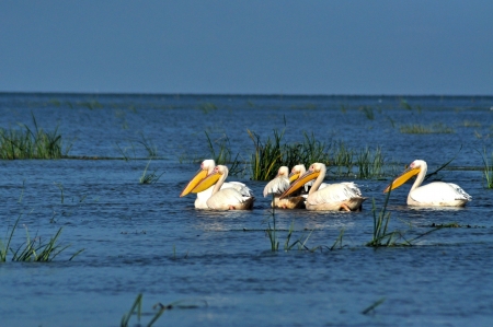 Great white pelicans in the Danube Deltaの写真素材
