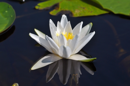 White water lily in the Danube deltaの写真素材