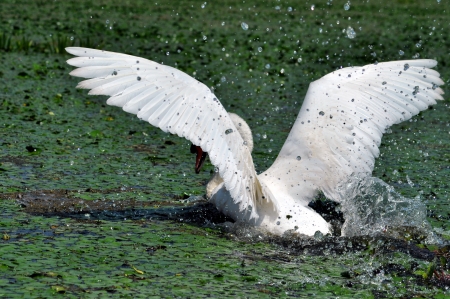 A white swan in the Danube Delta Biosphere Reserveの写真素材