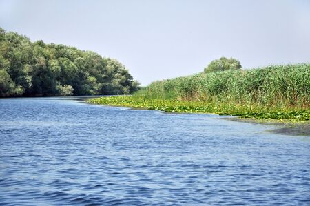 Water channel in the Danube delta with swamp vegetation and flooded forest の写真素材