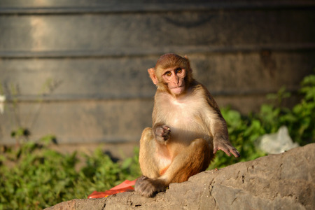 Sitting monkey, Rhesus macaque  Macaca mulatta  at Swayambhunath monkey temple  Kathmandu, Nepal 