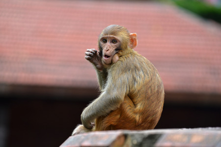 Sitting monkey, Rhesus macaque  Macaca mulatta  at Swayambhunath monkey temple  Kathmandu, Nepal 