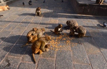 Rhesus macaque  Macaca mulatta  monkey eating corn in Swayambhunath, Nepal
