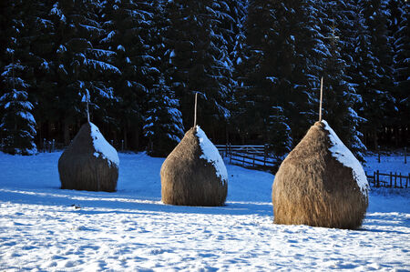 Snow covered haystacks at winterの写真素材