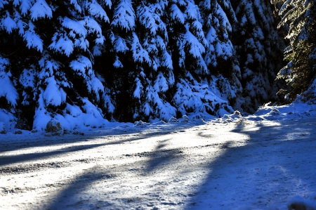 Winter road with snow covered spruces in the mountainsの写真素材