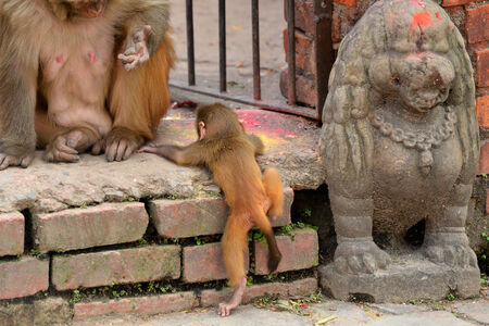 Macaque monkey with her baby, at Swayambhunath monkey temple  Kathmandu, Nepal 