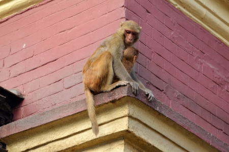Macaque monkey with her baby, at Swayambhunath monkey temple  Kathmandu, Nepal の写真素材