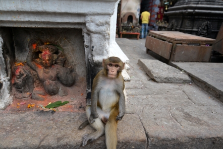 Macaque monkey, at Swayambhunath monkey temple  Kathmandu, Nepal の写真素材