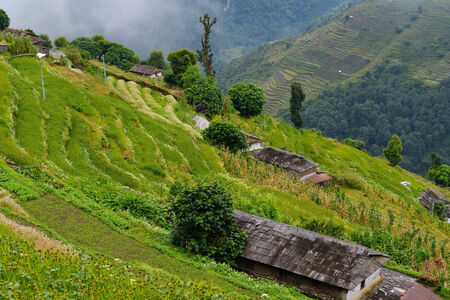 Terraced rice fields in the Himalayas, Nepal の写真素材