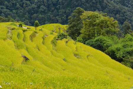 Terraced rice fields in the Himalayas, Nepalの写真素材