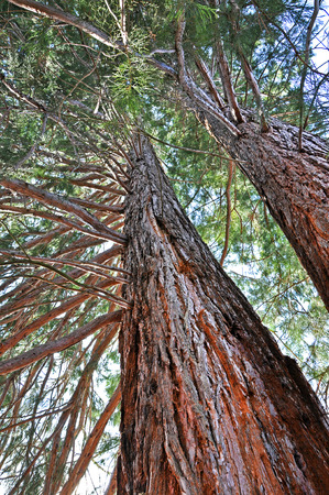 Giant sequoia in an arboretumの写真素材