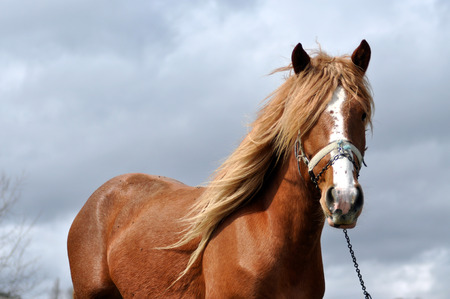 Brown horse with blonde mane in the natureの写真素材