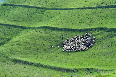 Herd of sheep gathering in the mountainsの写真素材