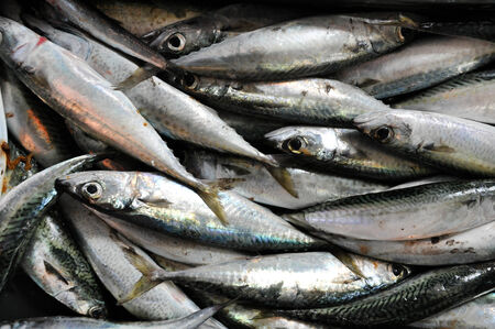 Background with fresh fish in a fish market