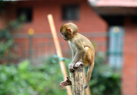 A baby monkey sitting on a fence. Kathmandu, Nepal. Shallow depth of fieldの写真素材