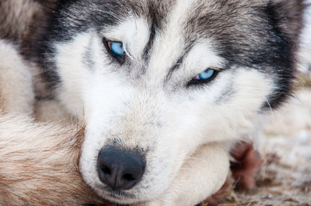 Husky portraitの写真素材