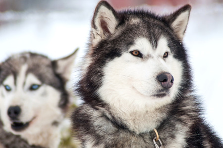 Huskyの写真素材