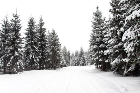 Snowy road in the forest