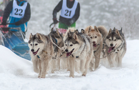 Husky dog sled raceの写真素材