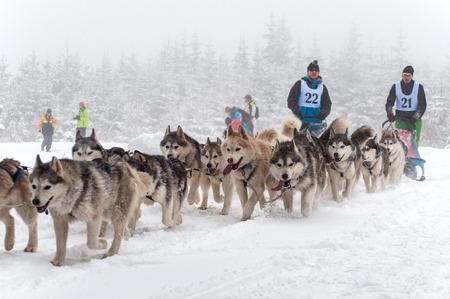 BELIS, ROMANIA - FEBRUARY 6: Unidentified man participating in the First Dog Sled Racing Contest with Husky dogs. On February 6, 2015 in Belis, Romaniaのeditorial素材
