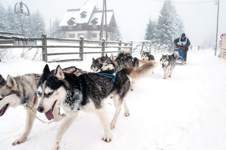 BELIS, ROMANIA - FEBRUARY 6: Unidentified man participating in the First Dog Sled Racing Contest with Husky dogs. On February 6, 2015 in Belis, Romaniaのeditorial素材