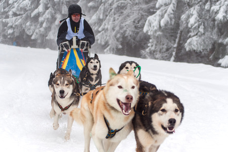 BELIS, ROMANIA - FEBRUARY 6: Unidentified man participating in the First Dog Sled Racing Contest with Husky dogs. On February 6, 2015 in Belis, Romaniaのeditorial素材