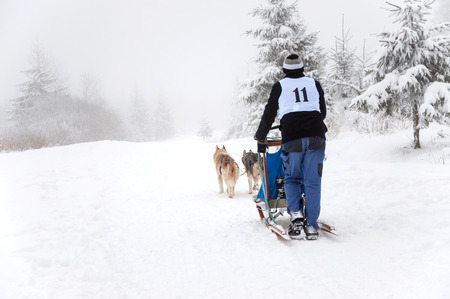 BELIS, ROMANIA - FEBRUARY 6: Unidentified man participating in the First Dog Sled Racing Contest with Husky dogs. On February 6, 2015 in Belis, Romaniaのeditorial素材
