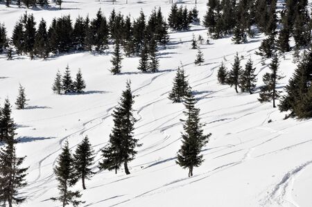 Ski tracks in the fresh powder snow and fir trees