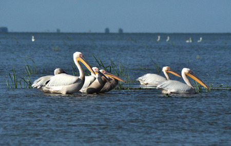 Pelicans in the Danube deltaの写真素材