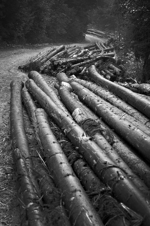 Freshly cut tree logs piled up near a forest road