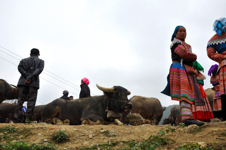 SAPA, VIETNAM - FEBRUARY 22, 2013: Hmong women at Bac Ha market in Northern Vietnam. Bac Ha is hilltribe market where people come to trade for goods in traditional costumesのeditorial素材