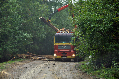 MARISEL, ROMANIA - SEPTEMBER 14: Truck loading illegally chopped tree trunks. Agent Green reports that 366,000ha of Romanian forest was illegally chopped down in 1990-2011. On Sept 14, 2012 in Marisel, Romaniaのeditorial素材