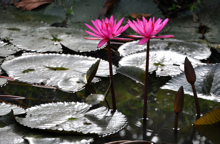 Beautiful pink lily flowersの写真素材