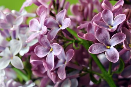 Purple lilac flowersの写真素材
