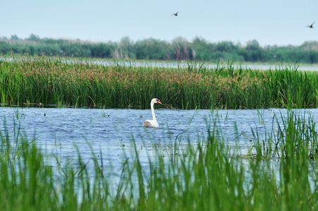 White swan on a lake in Danube deltaの写真素材