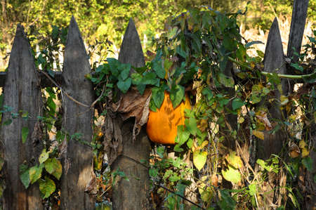 Yellow pumpkin on a fenceの写真素材