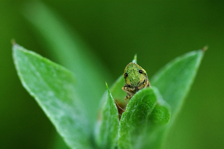 Green grasshopper on a leafの写真素材