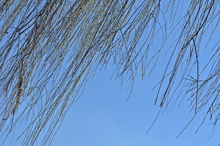Willow tree branch in the springの写真素材